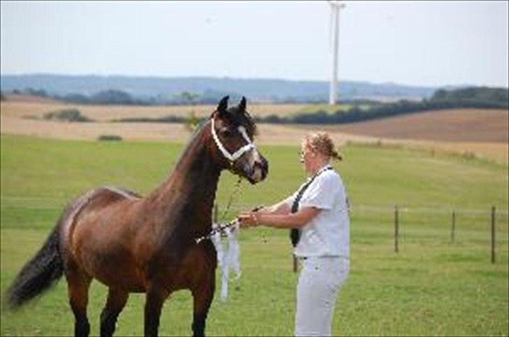 Welsh Pony (sec B) Haymos Surprise billede 1