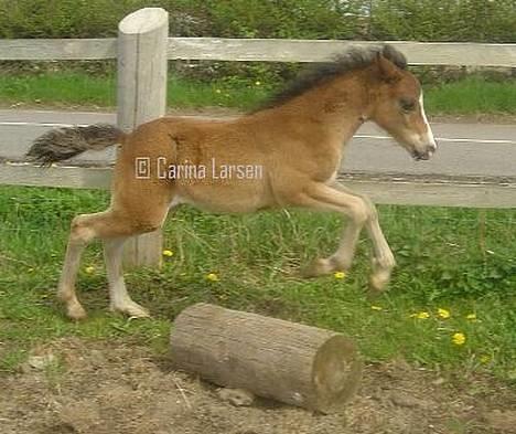 Welsh Pony (sec B) Haymos Surprise billede 2