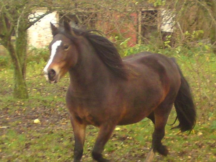 Welsh Pony (sec B) Haymos Surprise - 5 år, snart 6 :D billede 3