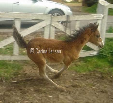 Welsh Pony (sec B) Haymos Surprise billede 4