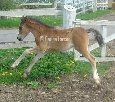 Welsh Pony (sec B) Haymos Surprise billede 8
