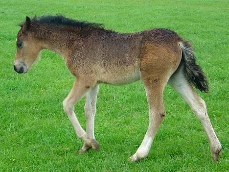 Welsh Pony (sec B) Haymos Surprise billede 9