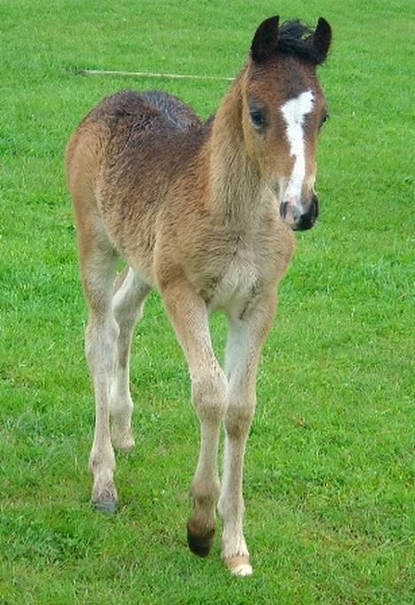 Welsh Pony (sec B) Haymos Surprise billede 10