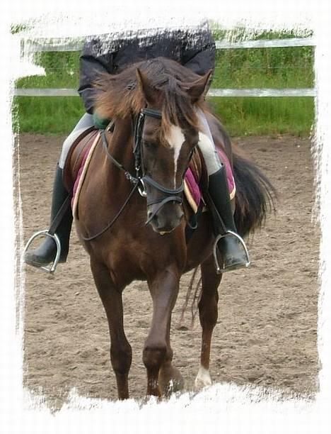 Anden særlig race Lady Papaya  - Er jeg ik sød..(2005) billede 1