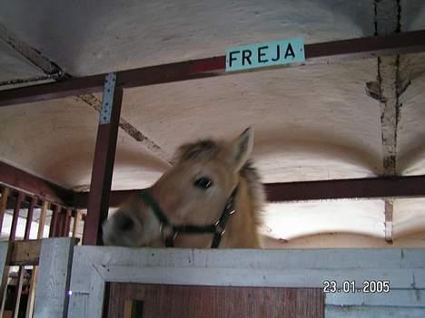 Fjordhest Freja (død) - lille freja i stalden:) 23-1-2005 billede 6