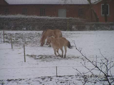 Fjordhest Freja (død) - løb mor... inden de kommer og henter os ind igen... hæ hæ hæ billede 7