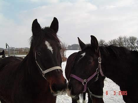 Oldenborg Belinda - Belinda og Oliver. billede 9