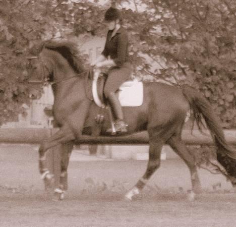 Dansk Varmblod My star R.I.P billede 2