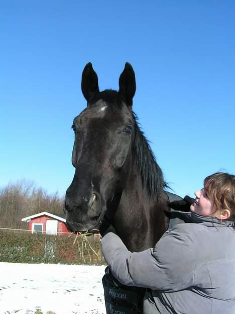 Dansk Varmblod My star R.I.P billede 6