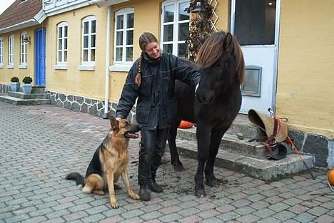 Islænder irpa billede 3