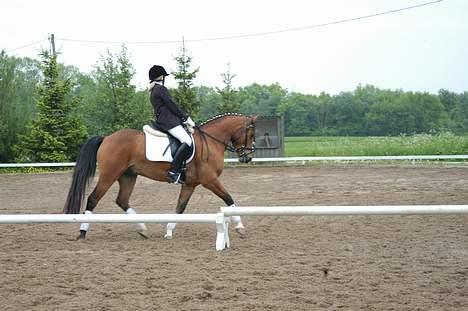 DSP Wonder  - Her er vi til stævne (: billede 1