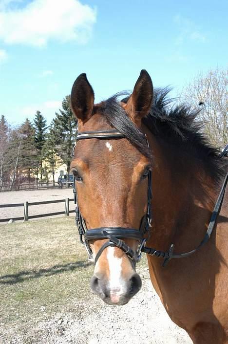 DSP Wonder  - Glade Wonder billede 6