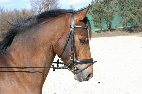 DSP Wonder  - Han er altid glad (: billede 7