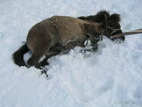 Anden særlig race *Stella* - Ahr.. rulletur i sne, med trækketov på .... billede 7