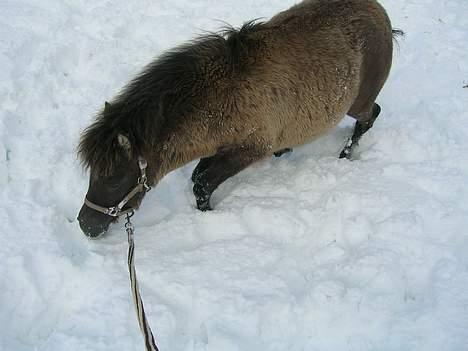 Anden særlig race *Stella* - SNE SNE SNE OG ATTER SNE ! billede 8