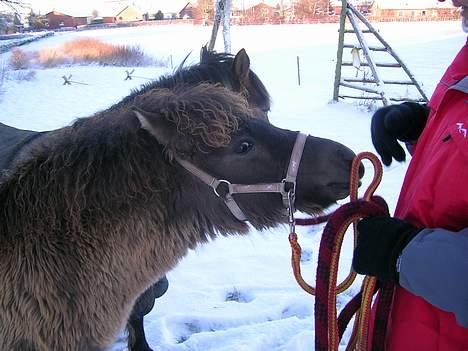 Anden særlig race *Stella* - har du noget der kan spises ? billede 9