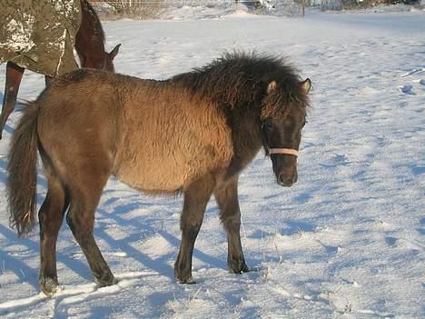 Anden særlig race *Stella* - Hvad glor du på ??? billede 10