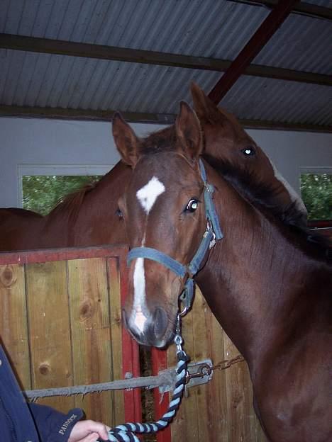 Dansk Varmblod  Loke *Solgt* billede 6