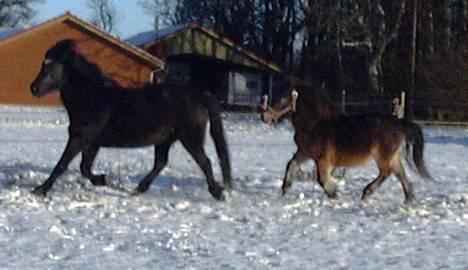 Anden særlig race Tarzan (Brumbassen) R.I.P billede 7