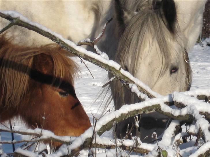 Shetlænder Herkules billede 5