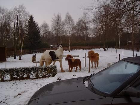 Shetlænder Herkules - UFF!! hvor er han stor ham Sheik billede 7