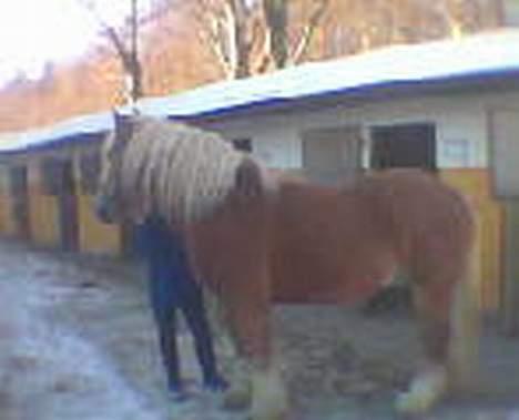 Jyde Gunter død:´( - Gunter hehe billede 9