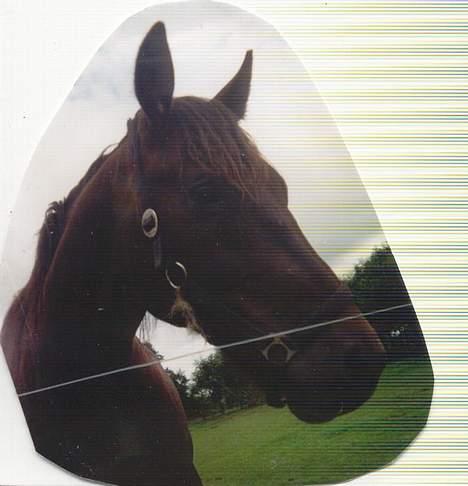 Anden særlig race Obelix billede 5