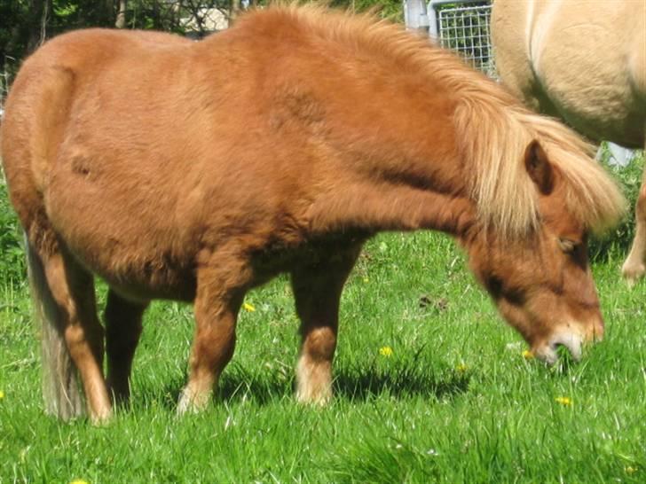 Shetlænder Herkules - Nam nam.. lækkert med masser af græs. en tyk herkules der er kommet på græs  billede 8