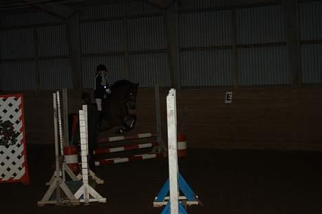 Anden særlig race Prins billede 3