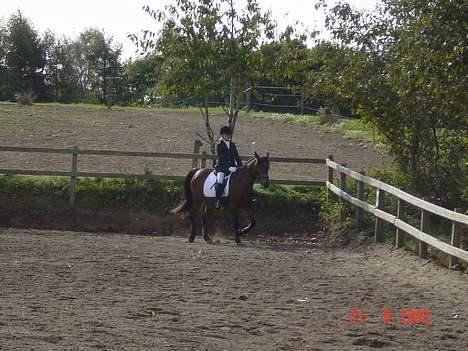 Anden særlig race Prins billede 5