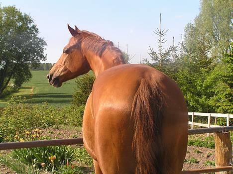 Hannoveraner Løths Ami - Ami en sommer dag :) billede 1