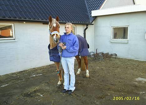 New Forest Denny (solgt) - Sikke en fotogen pony.. Men hvad sker der for dig, Mette? (Fra Kristine... Høhø..) Udenfor stalden.. (Rom Rideklub) billede 2