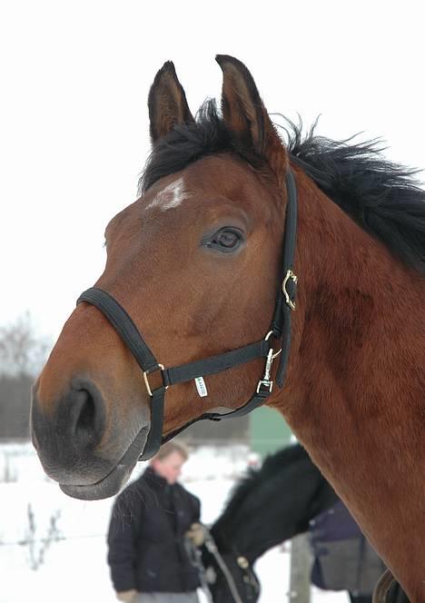 Holstener Lorian - Smukke hesten. En dejlig, men kold vinterdag i Januar 06 billede 1