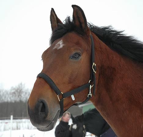 Holstener Lorian - Smukke hesten i Januar 06 billede 3
