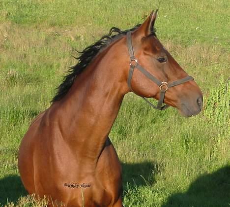 Dansk Varmblod Cisselstern Egeris - Cissel billede 1