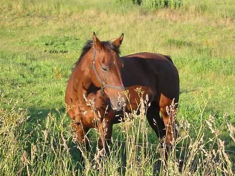 Dansk Varmblod Cisselstern Egeris - Sommeren 2004 billede 2