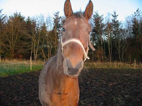 Dansk Varmblod Cisselstern Egeris - Mudderdyret :-) billede 3
