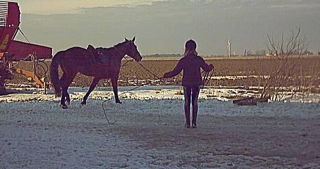 Oldenborg Andy Bakholdt - her er jeg lige ud og longere andy lidt .. det er første gange jeg prøver at longere hehe billede 5