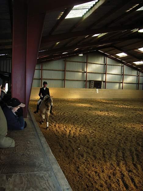 Fjordhest lyngtoftens musse (møffe) - la1.. min smukke pony.. hun er smuk var elsker den pony så meget... billede 4