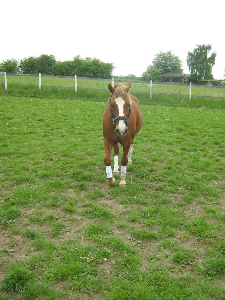 Welsh Pony af Cob-type (sec C) Æh: Jacki Jarn billede 1