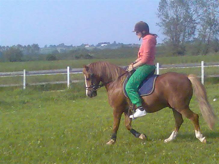 Welsh Pony af Cob-type (sec C) Æh: Jacki Jarn billede 2