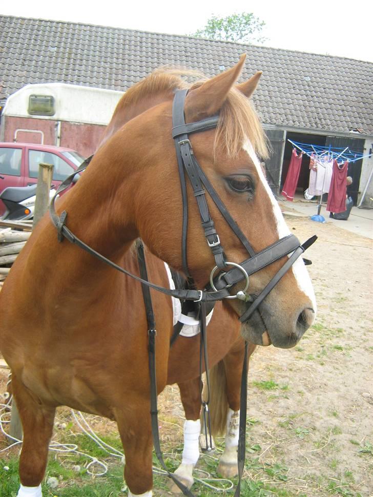 Welsh Pony af Cob-type (sec C) Æh: Jacki Jarn billede 3