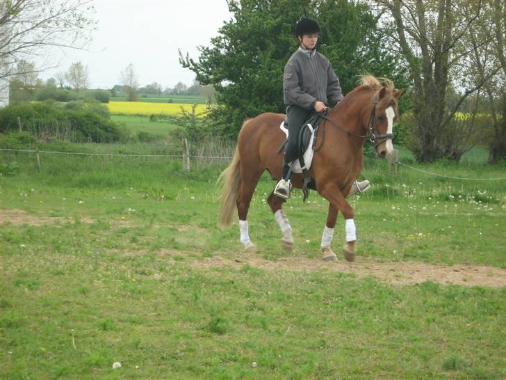 Welsh Pony af Cob-type (sec C) Æh: Jacki Jarn billede 4