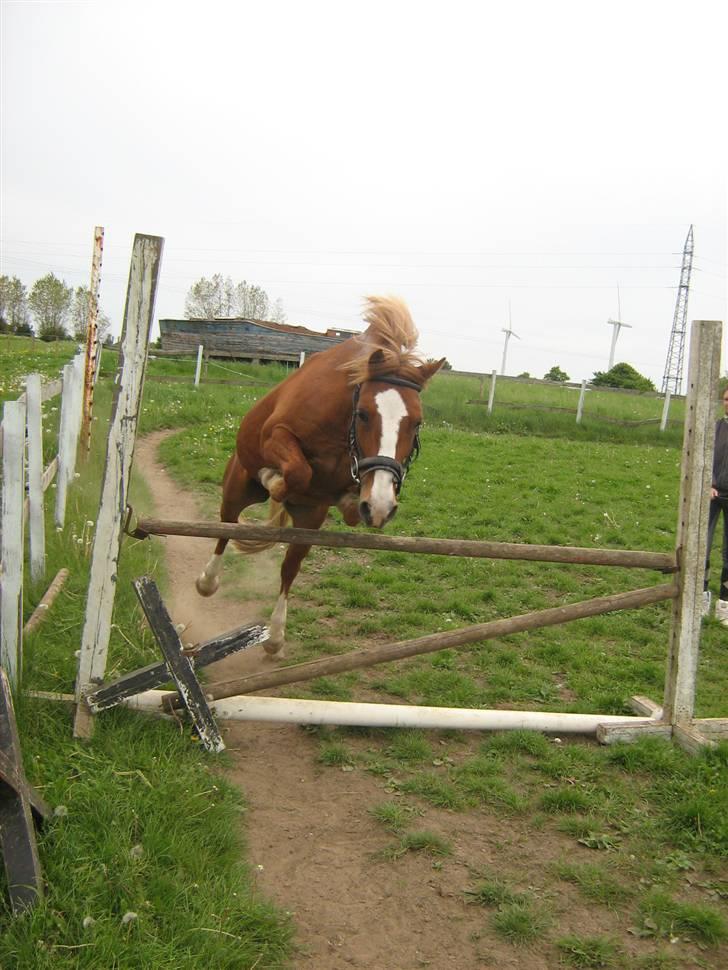 Welsh Pony af Cob-type (sec C) Æh: Jacki Jarn billede 5