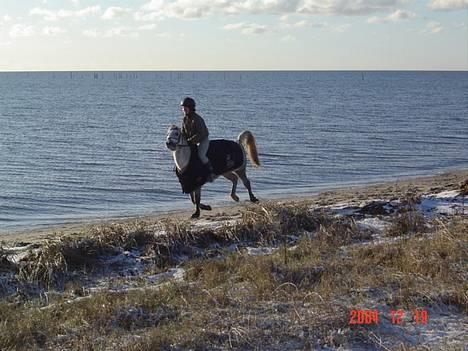 Anden særlig race Plaisir SOLGT - Galop.! ;P billede 2