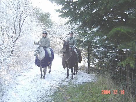 Anden særlig race Plaisir SOLGT - Plaisir og Cooper  på Jule-træ-fældnings tur, dejligt:D  billede 3