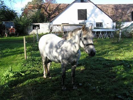 Anden særlig race Plaisir SOLGT - Lidt tyk:D billede 4