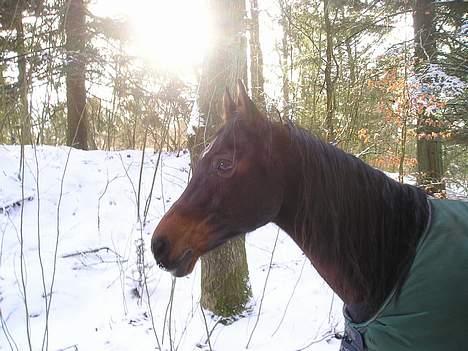 Sportsaraber (A) Panik - Panik i dejligt snevejr!!! :)  billede 1