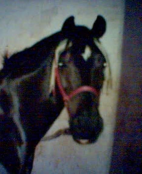 Dansk Varmblod Scarlet - Dejlige scarlet... billede 5