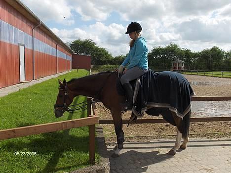 Hollandsk Sportspony Flying Duchess   SOLGT - til stæve billede 4